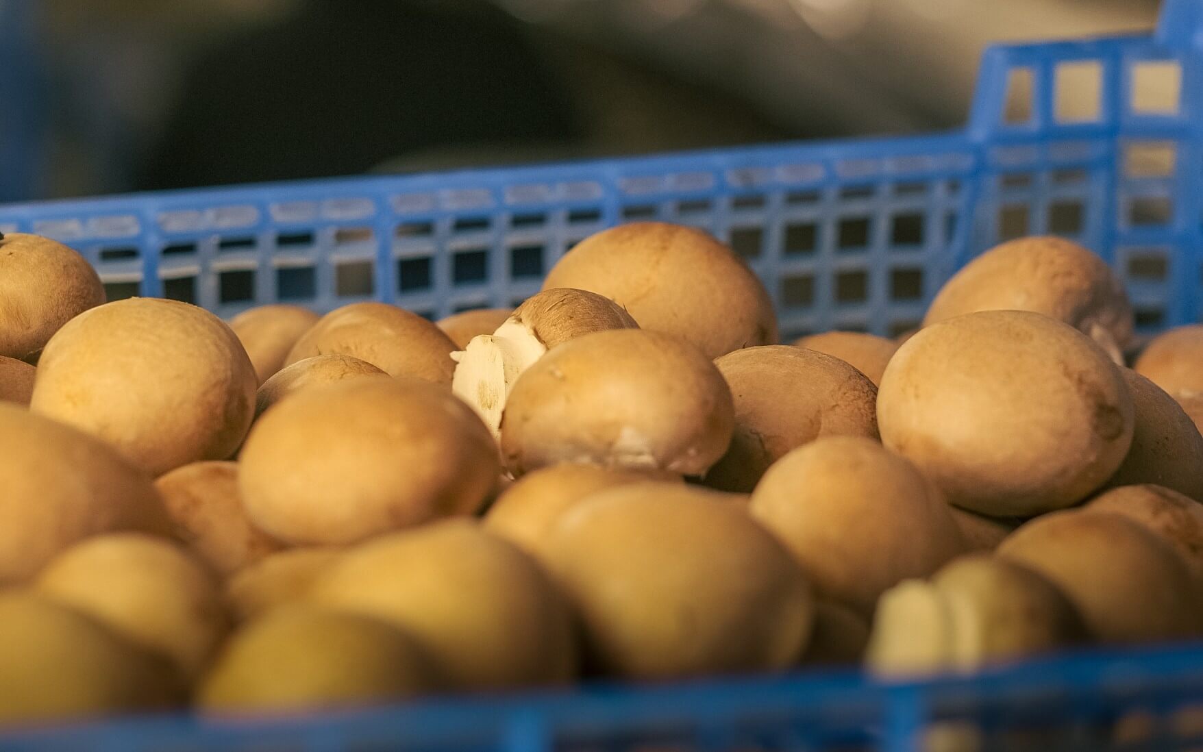 Welke champignons biedt u aan in uw groothandel?